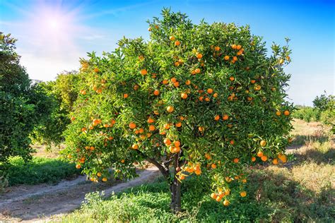 The Orange Tree: Nature's Miracle-worker